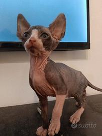 Sphynx