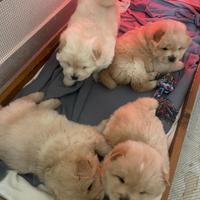 Chow Chow cucciolo