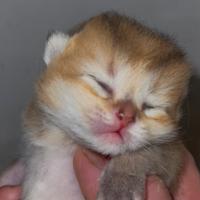 Scottish fold e straigt