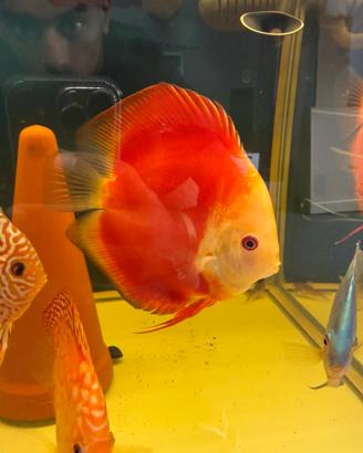 Discus Red Ica Red Melon Red Turquoise