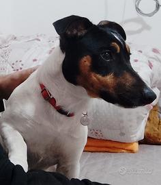 jack Russell terrier 