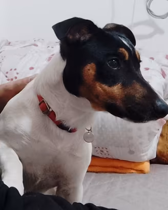 jack Russell terrier 