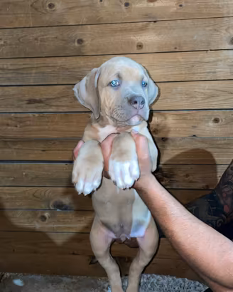 cuccioli American Bully XL 