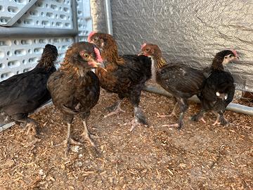 Pulcini marans nero ramato