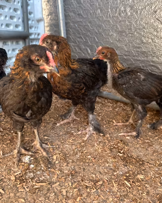 Pulcini marans nero ramato