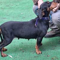 Kopov femmina pronta caccia al cinghiale