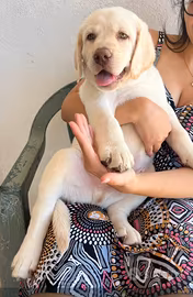 Stupendo cucciolo di Labrador