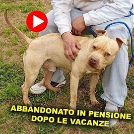 OMAR, 6 anni, buonissimo pitbull maschio
