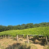 Vigneto ad Orsogna con bosco adiacente