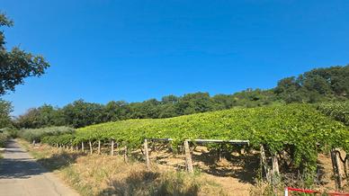 Vigneto ad Orsogna con bosco adiacente
