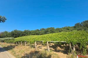 Vigneto ad Orsogna con bosco adiacente
