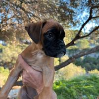 Cucciolo boxer