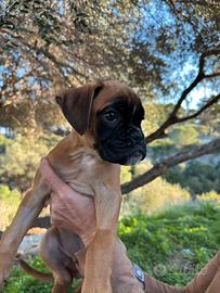 Cucciolo boxer