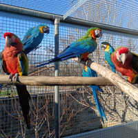 Ara adulte e giovani