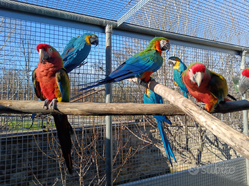 Ara adulte e giovani