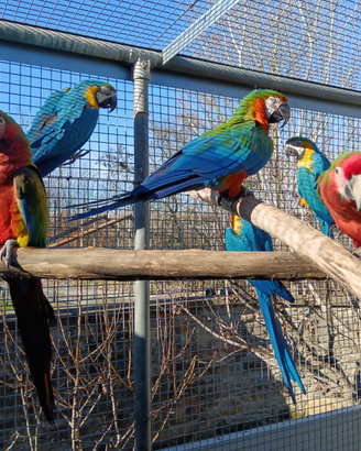 Ara adulte e giovani