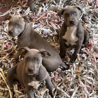 Cuccioli di amstaff