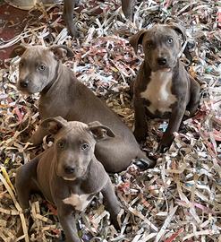 Cuccioli di amstaff