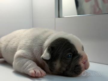 Bulldog francese