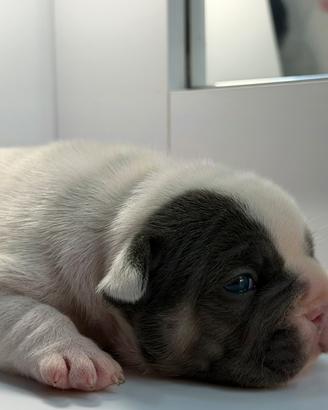 Bulldog francese