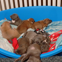 Splendida cucciolata