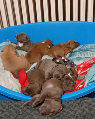 Splendida cucciolata