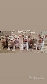 Bulldog francese velvet esclusivi