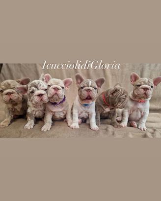 Bulldog francese velvet esclusivi