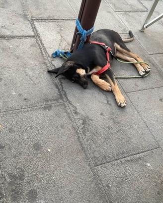 Cucciolo abbandonato in strada