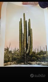 Poster Desenio cactus
