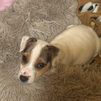 Maschio cucciolo jack russell terrier