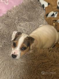 Maschio cucciolo jack russell terrier