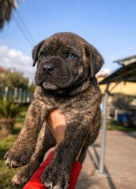 Cuccioli cane corso