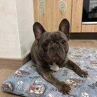 Buldog Francese blue