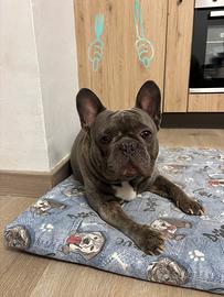 Buldog Francese blue