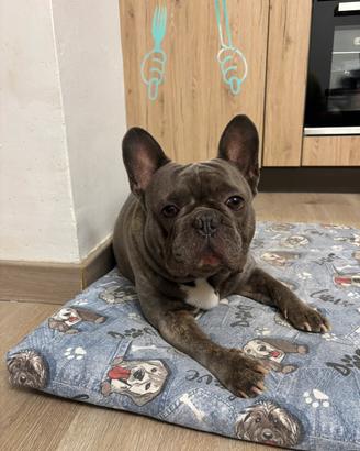 Buldog Francese blue