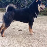 Maschio SHIBA Inu per accoppiamento