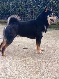 Maschio SHIBA Inu per accoppiamento