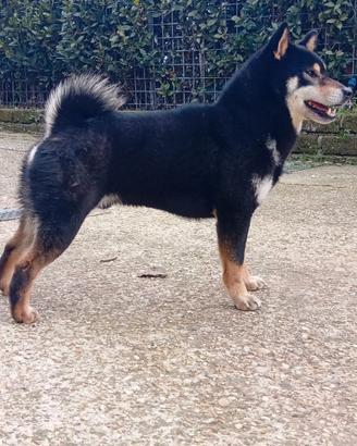 Maschio SHIBA Inu per accoppiamento