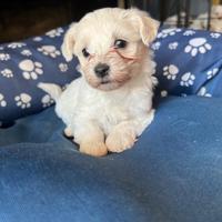 Vendita cani maltese toy