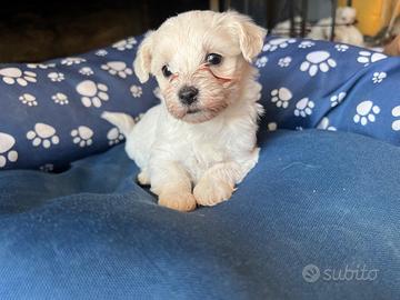 Vendita cani maltese toy