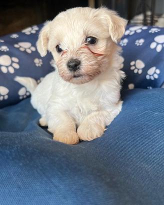 Vendita cani maltese toy