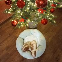 Cuccioli Cavalier King Charles Spaniel