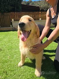 Maschietto golden retriever 5 mesi