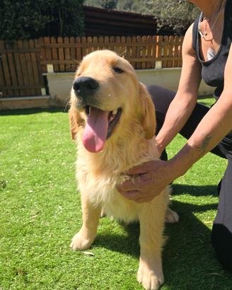 Maschietto golden retriever 5 mesi