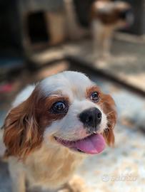 Cavalier king femmina adulta