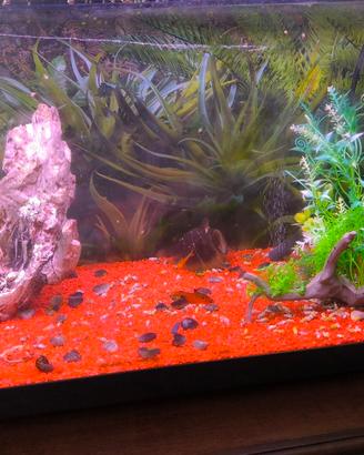 acquario 