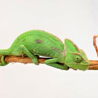 Camaleonte calyptratus