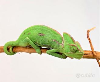 Camaleonte calyptratus