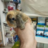 Coniglietti ariete minilop